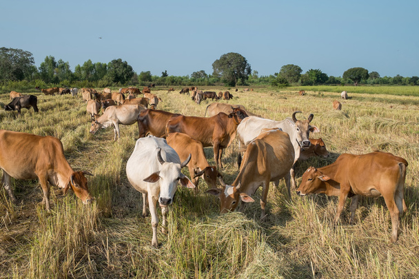 стада корів
 - Фото, зображення