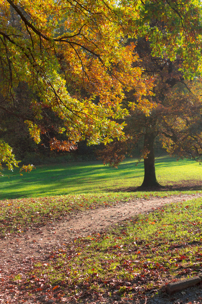 美しい秋の木 - 写真・画像