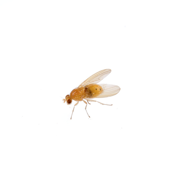 Beżowy mucha na białym tle - Zdjęcie, obraz