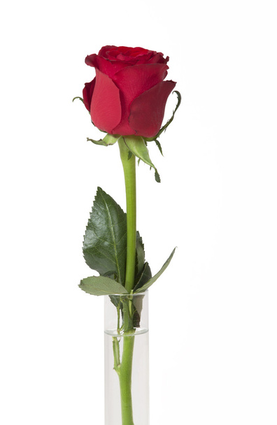 花瓶に赤いバラ - 写真・画像