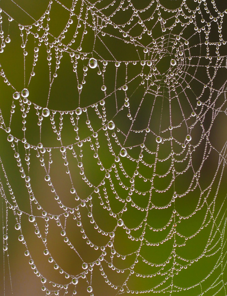 Nasses Spinnennetz - Foto, Bild