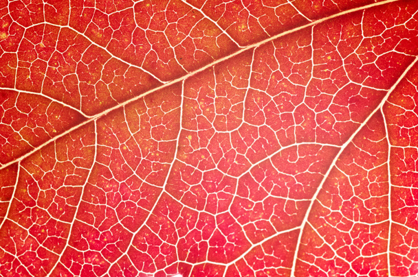 Bright leaf closeup view - Photo, Image