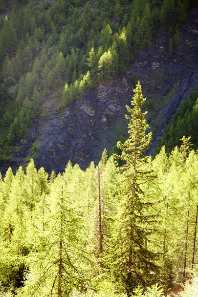 Bosques de Larches en verano
 - Foto, Imagen