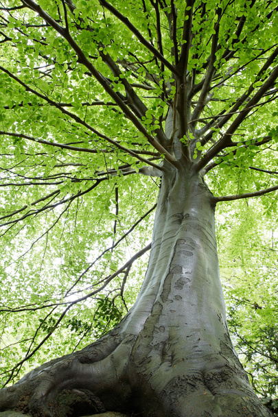 Kayın ağaç görünümü - Fotoğraf, Görsel