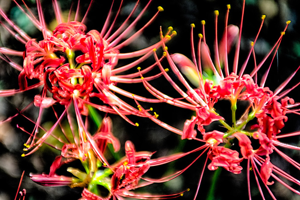 Красный паук ликорис лучевая кластер amaryllis higanbana поток
 - Фото, изображение
