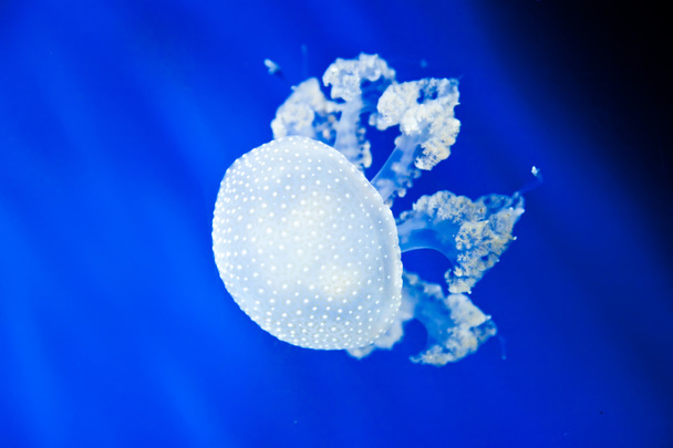 Jellyfish. Phyllorhiza punctata - Foto, Imagem