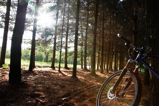 Biciclista de montanha na floresta
 - Foto, Imagem