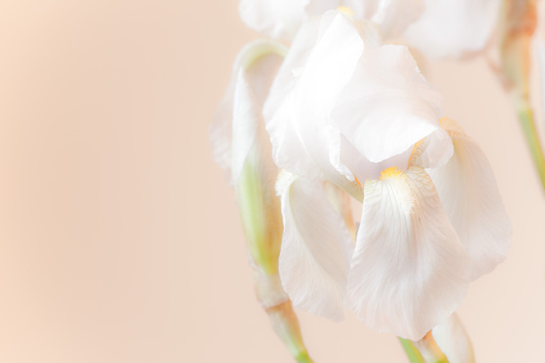 Fleurs d'iris blanc
 - Photo, image
