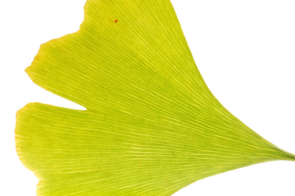 Gingko leaf view - Photo, Image