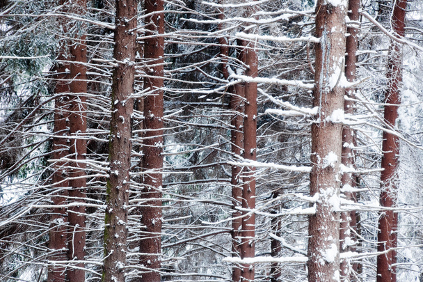 Snowed pine tree trunks - Фото, изображение