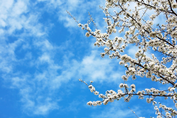 Cereja florescente na primavera
 - Foto, Imagem