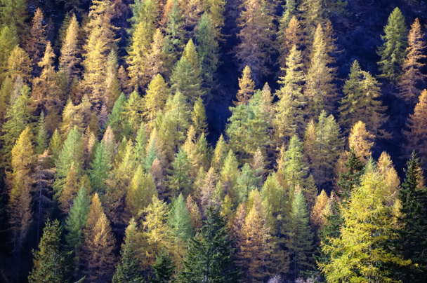 Őszi erdőre - Fotó, kép