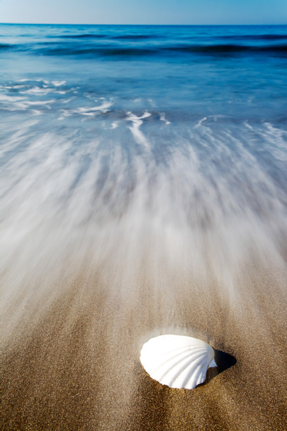 muszla na plaży - Zdjęcie, obraz