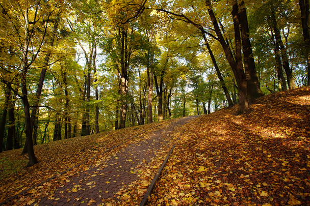 Fußweg im herbstlichen Stadtpark mit gelbem Laub übersät - Foto, Bild