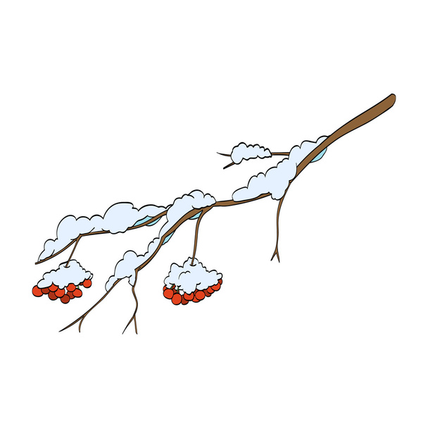 ramo di sorbo invernale
 - Vettoriali, immagini