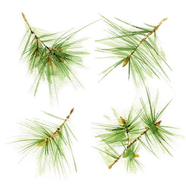Set of watercolors pine branches  on white background - Photo, Image