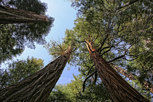 Nationaal park Yosemite - Foto, afbeelding