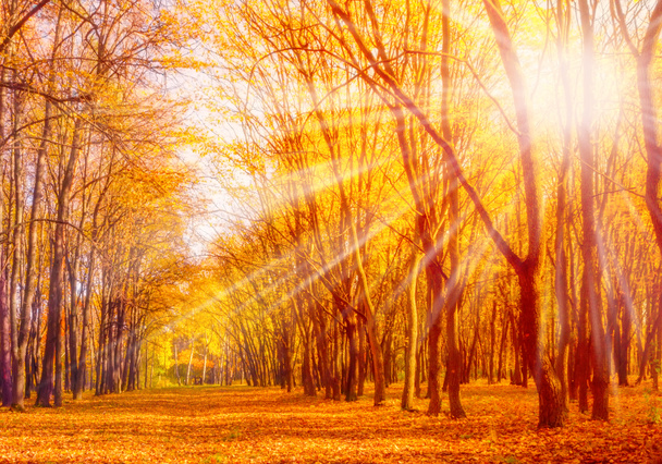 秋の公園の木 - 写真・画像