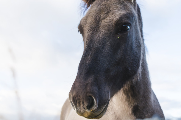 Портрет лошади - Фото, изображение