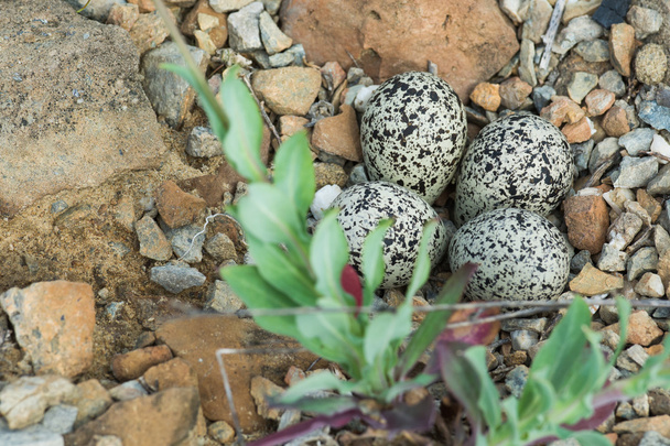 Killdeer bird nest with four spotted eggs - Photo, Image