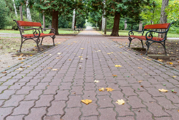 Benches in autumn park - Foto, Imagem