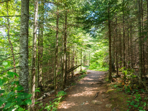 Hiking Trail at Tettegouche State Park in Minnesota 2 - 写真・画像
