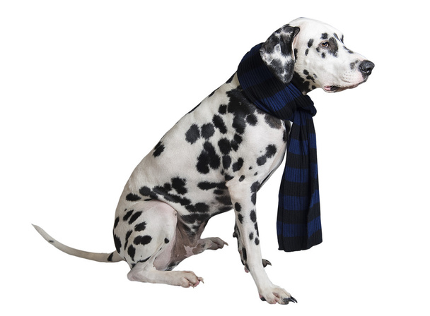 Dog Dalmatian sitting in a black-and-blue knitted warm scarf - Valokuva, kuva
