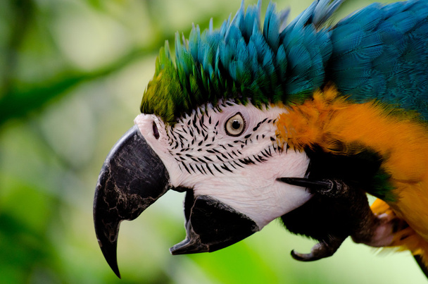squaking papağan - Fotoğraf, Görsel