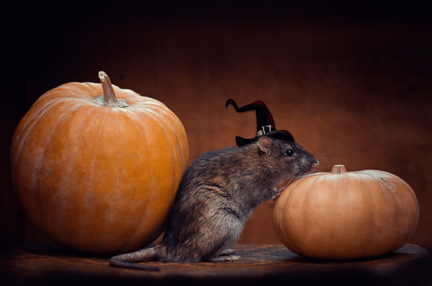 wilde Ratte mit Kürbissen - Foto, Bild