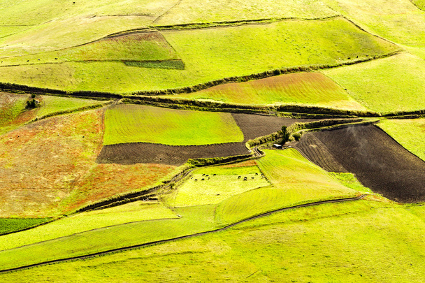 Farmland In Andes - 写真・画像