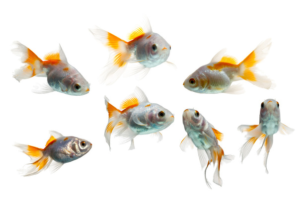金魚セットの分離ホワイト - 写真・画像