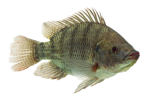 Tilapia Fish Profile - Foto, afbeelding