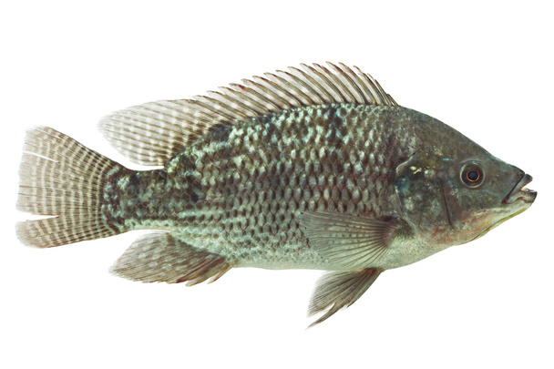 Mozambique Tilapia Fish - Foto, imagen