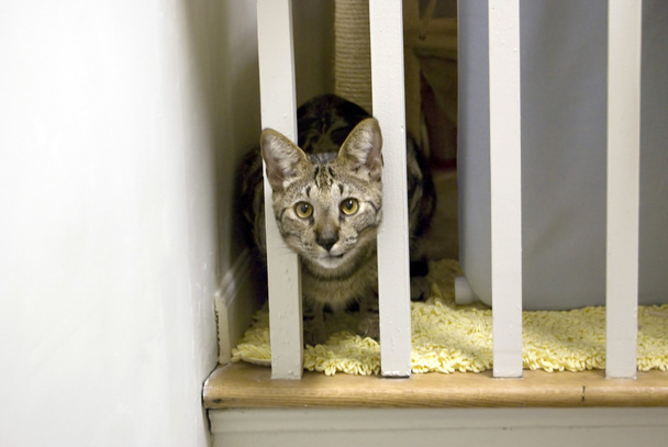 Savannah kočka - Fotografie, Obrázek