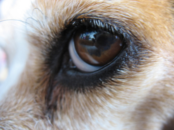 Μάτι του Beagle - μακροεντολή - Φωτογραφία, εικόνα