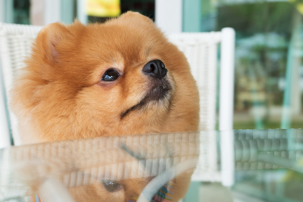 pomerania cucciolo di cane governare con peli corti, simpatico animale domestico sorridente
 - Foto, immagini