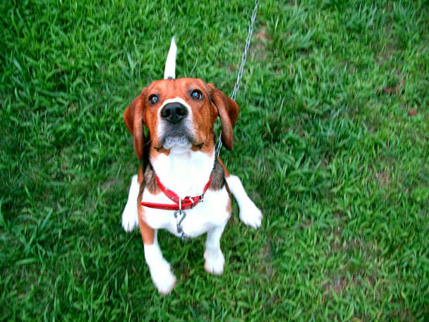 Cute beagle - Photo, Image