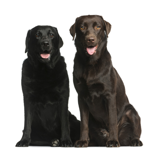 Two Labradors sitting in front of a white background - Photo, Image