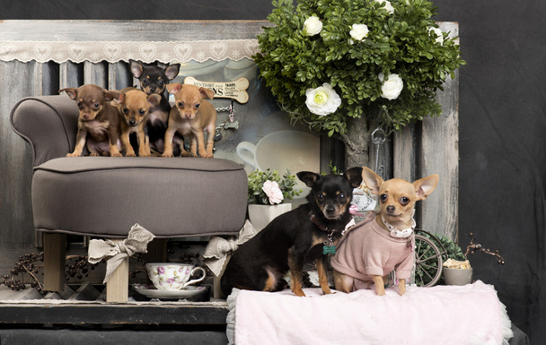Chihuahuas in front of a rustic background - Photo, Image