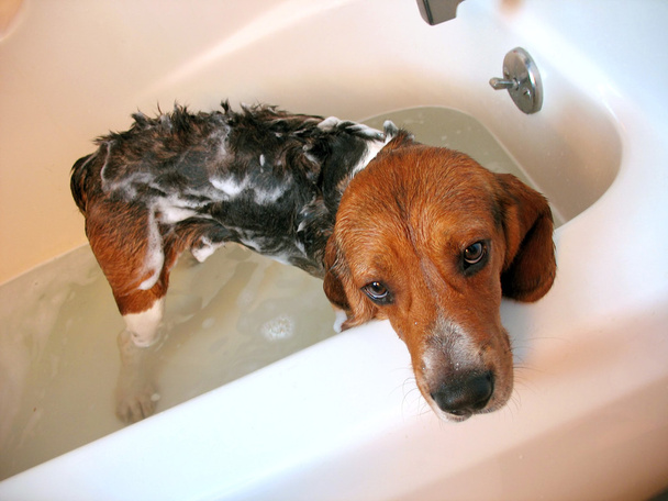犬のお風呂 - 写真・画像