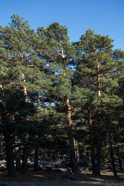 Bosque de pinos escoceses en Guadarrama
 - Foto, imagen