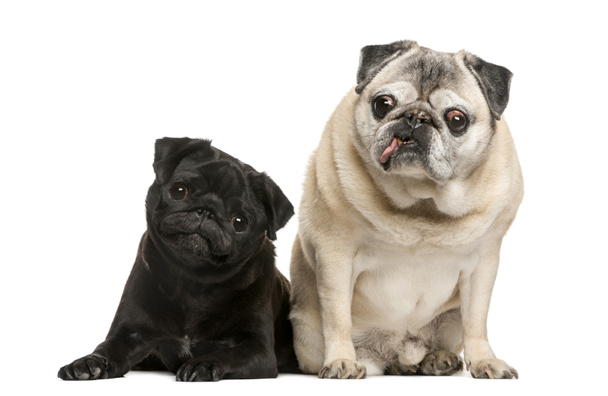 Two funny Pugs in front of white background - Photo, Image