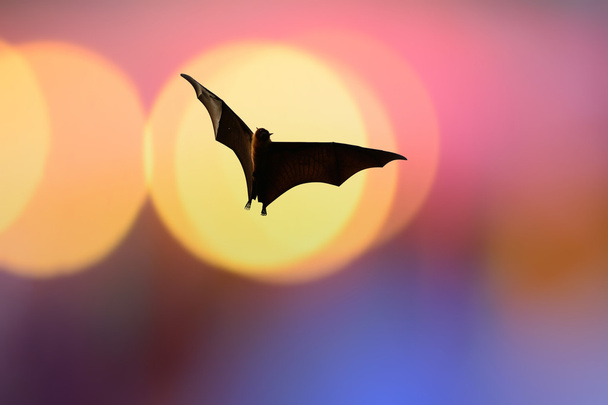 Sagome di pipistrello con illuminazione colorata - Halloween festival
 - Foto, immagini