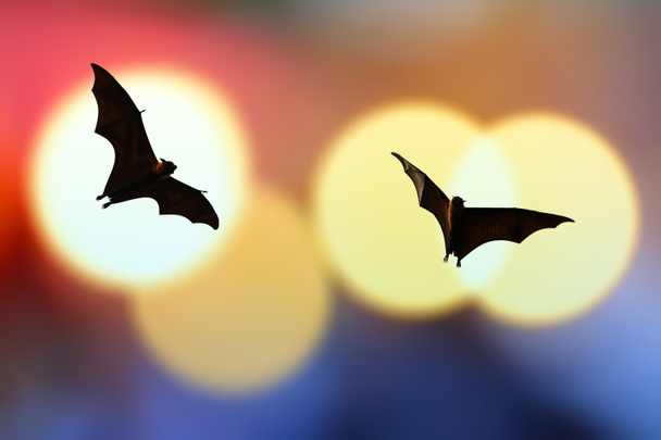 Силуети кажанів з барвистим освітленням - фестиваль Хелловін
 - Фото, зображення