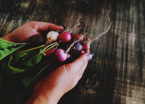 bunch of radishes lies in female hands, selective focus - Foto, Imagem