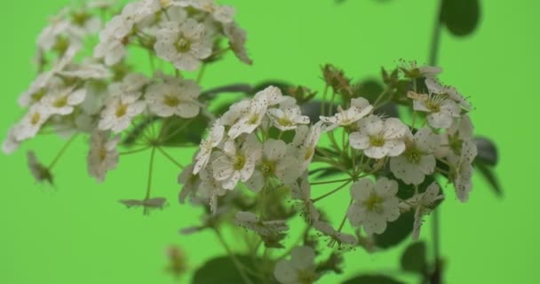 Spiraea, Bush, Branch, Valkoiset pienet kukat lähikuva, hämärtynyt
 - Materiaali, video