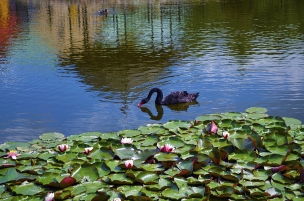 ein schwarzer Schwan schwimmt auf einem Pool aus blauem Wasser - Foto, Bild