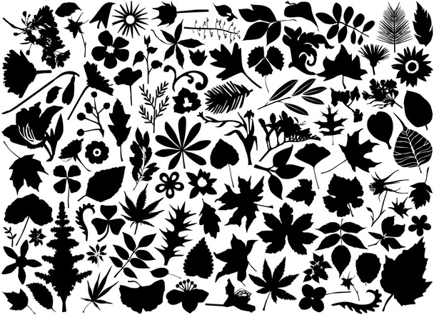 zestaw kwiatów i liści - Wektor, obraz