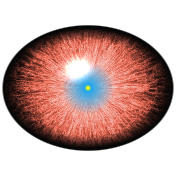 Œil de mammifère. Œil elliptique isolé avec pupille rouge chaud et rétine bleu vif. Iris mince autour de la pupille, vue détaillée dans l'ampoule pour les yeux
 - Photo, image