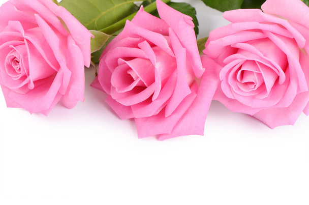 Pink rose on a white background - Fotó, kép